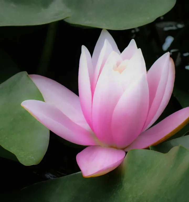 A pink water lily opening among green leaves